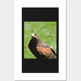 Harris hawk Posters and Art